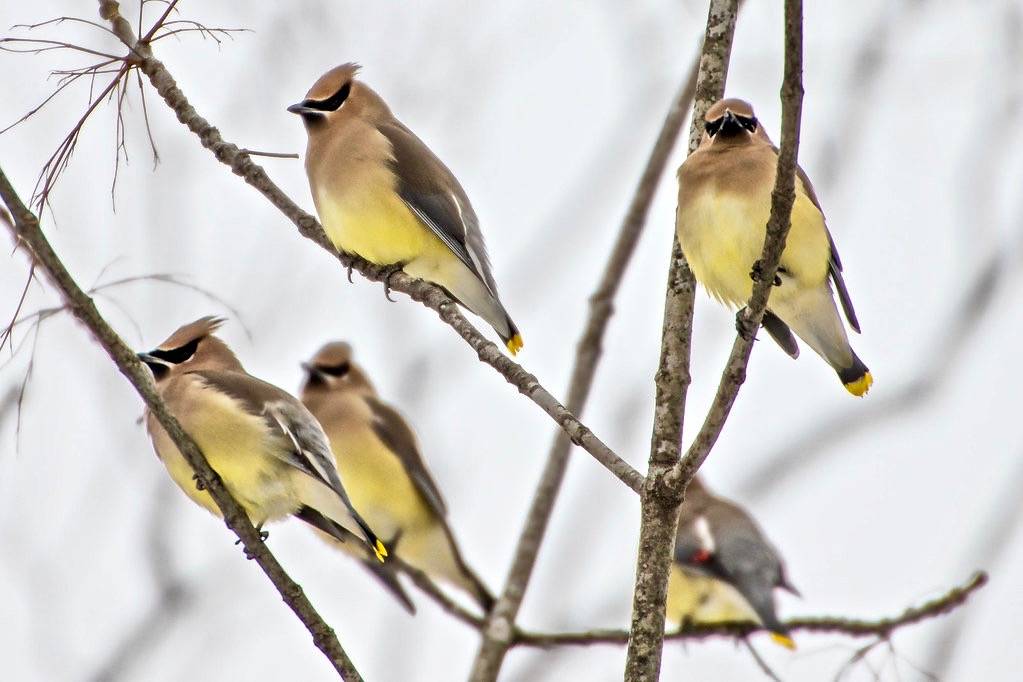 Cedar Waxwings by Conrad Kuiper is licensed under CC BY-NC-SA 2.0